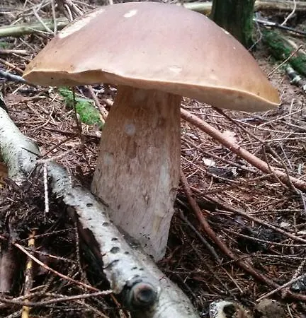 Chata Jawa Pensjonat